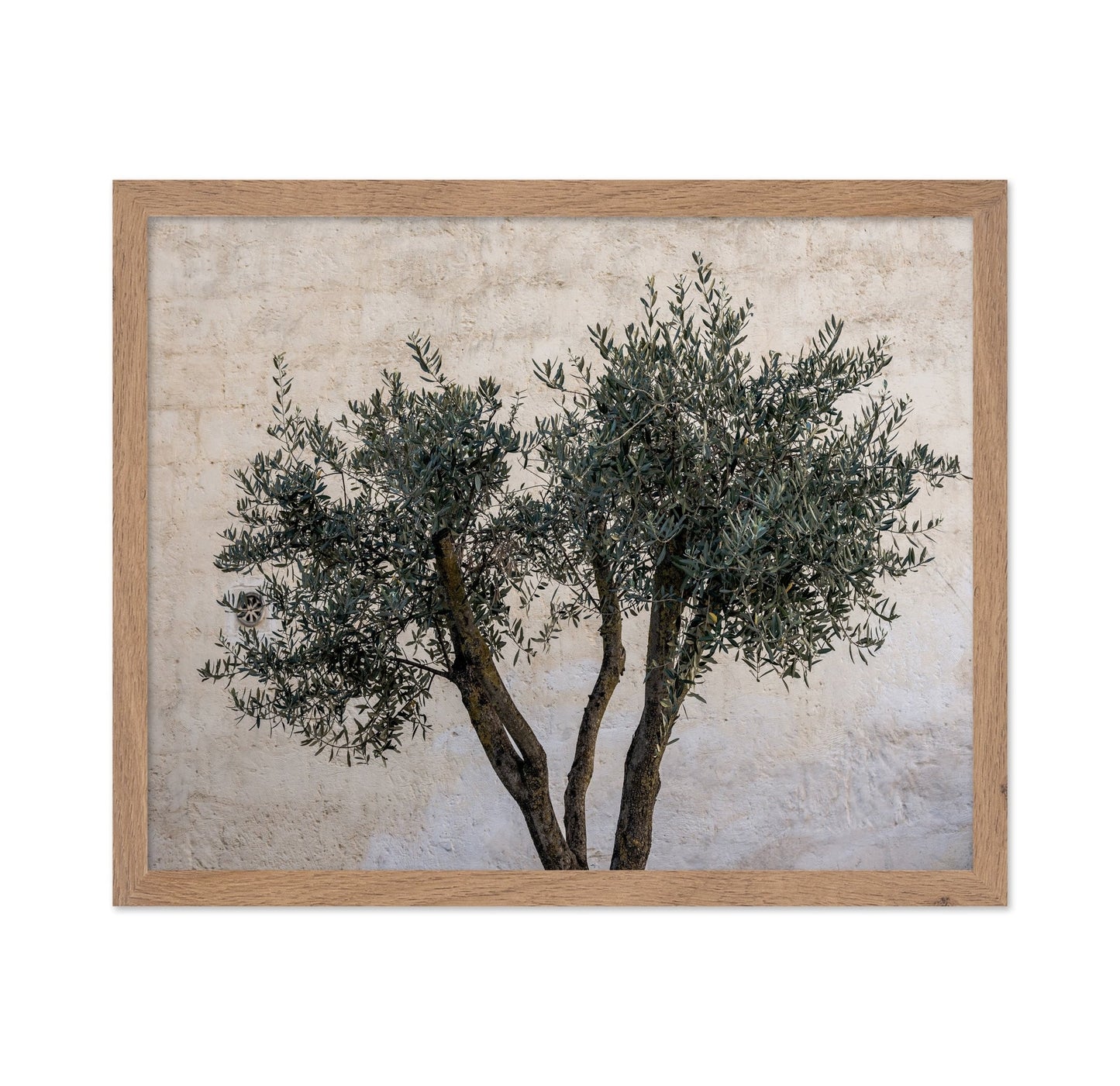 Olive Tree Minimal