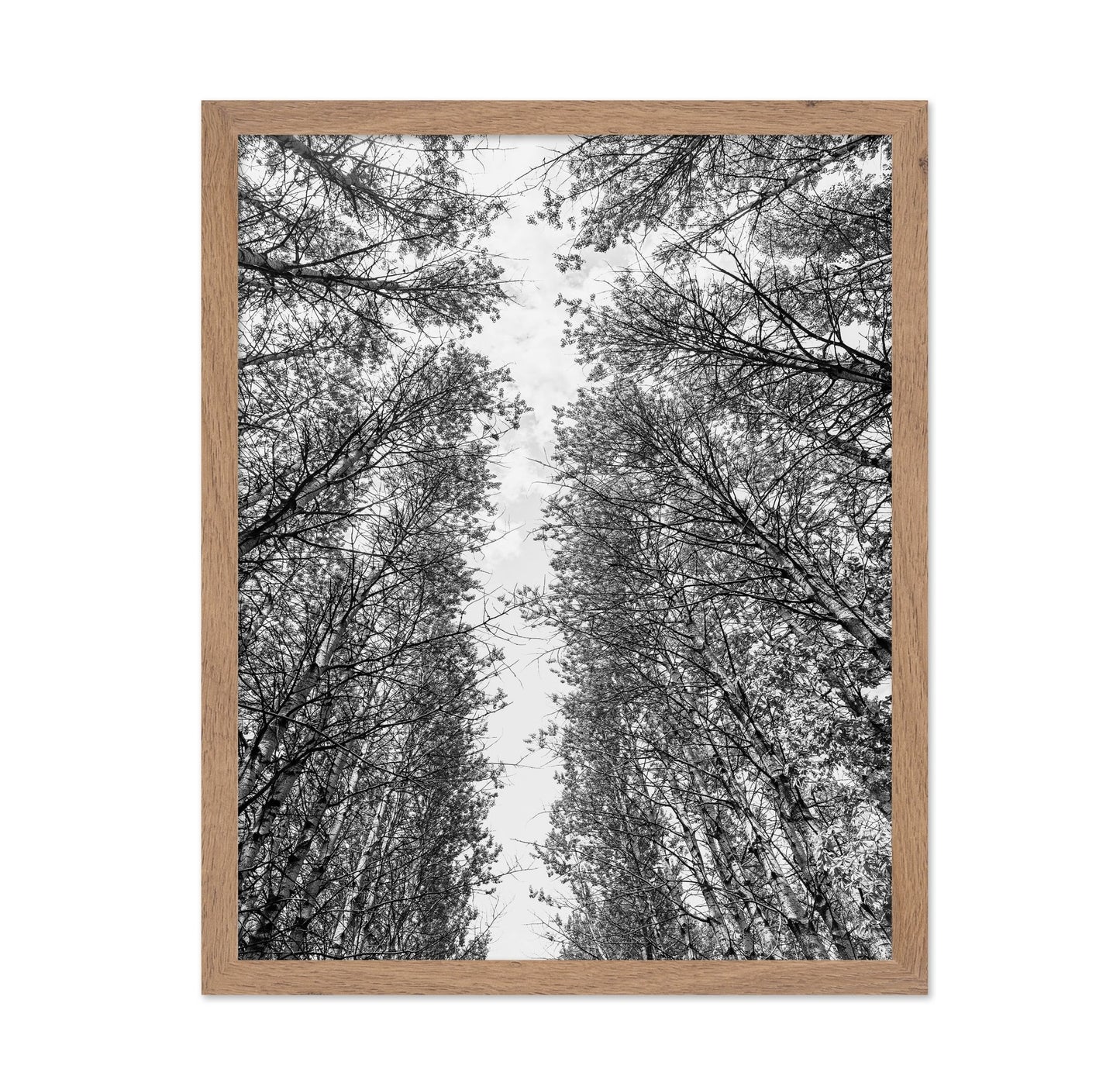 Skyward Forest