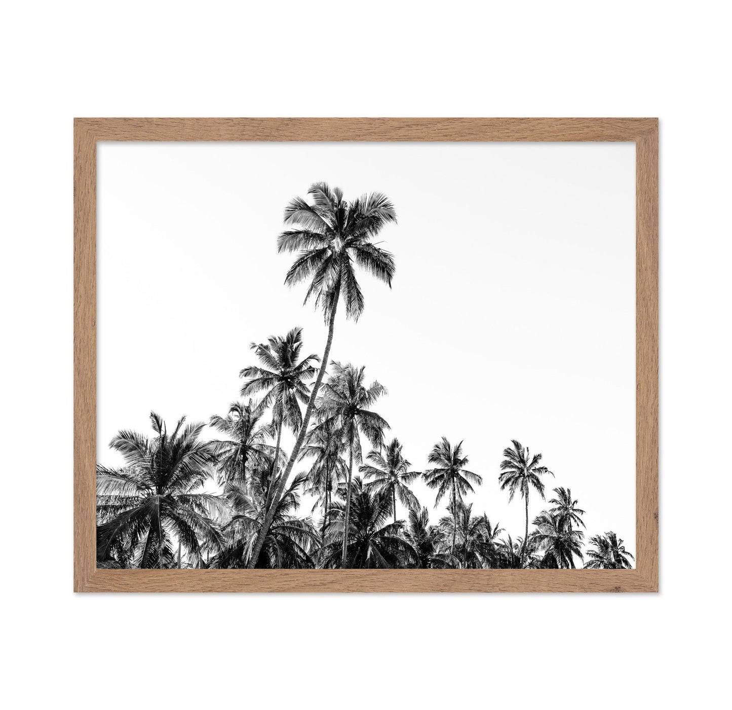 Tropical Palm Silhouette