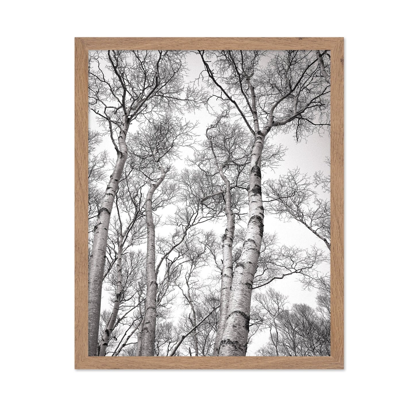Birch Tree Canopy