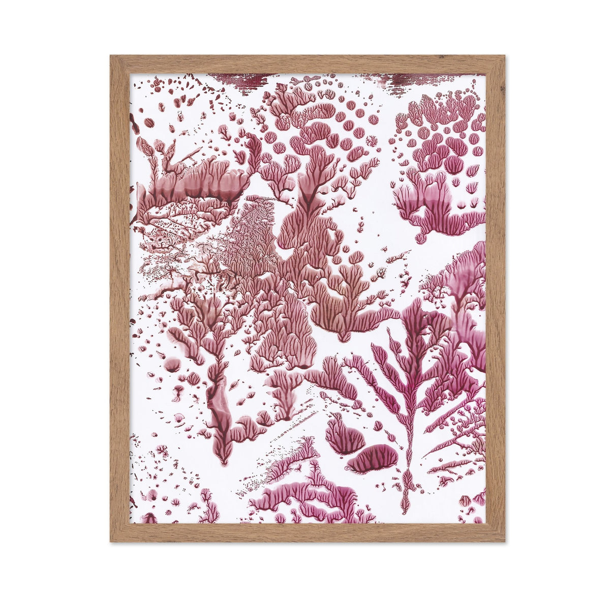 Coral Fractal Pattern