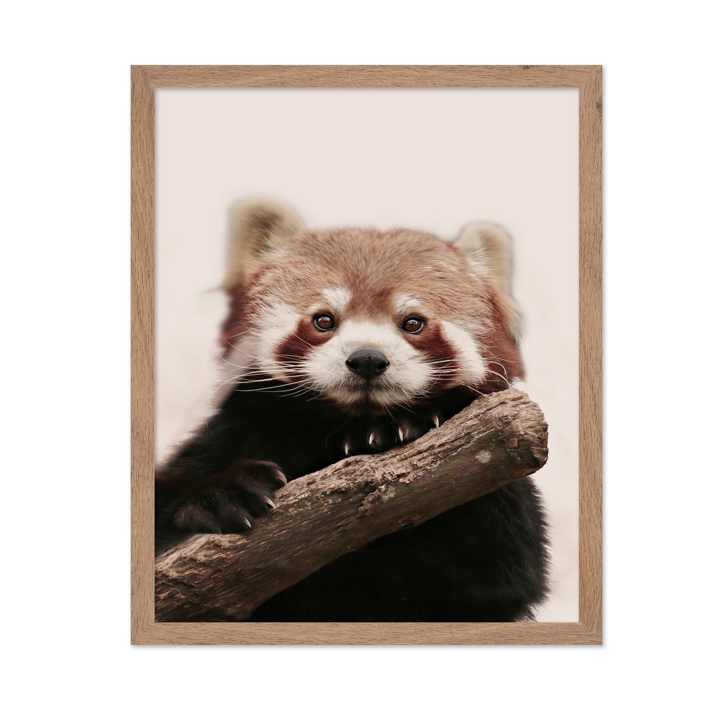 Red Panda