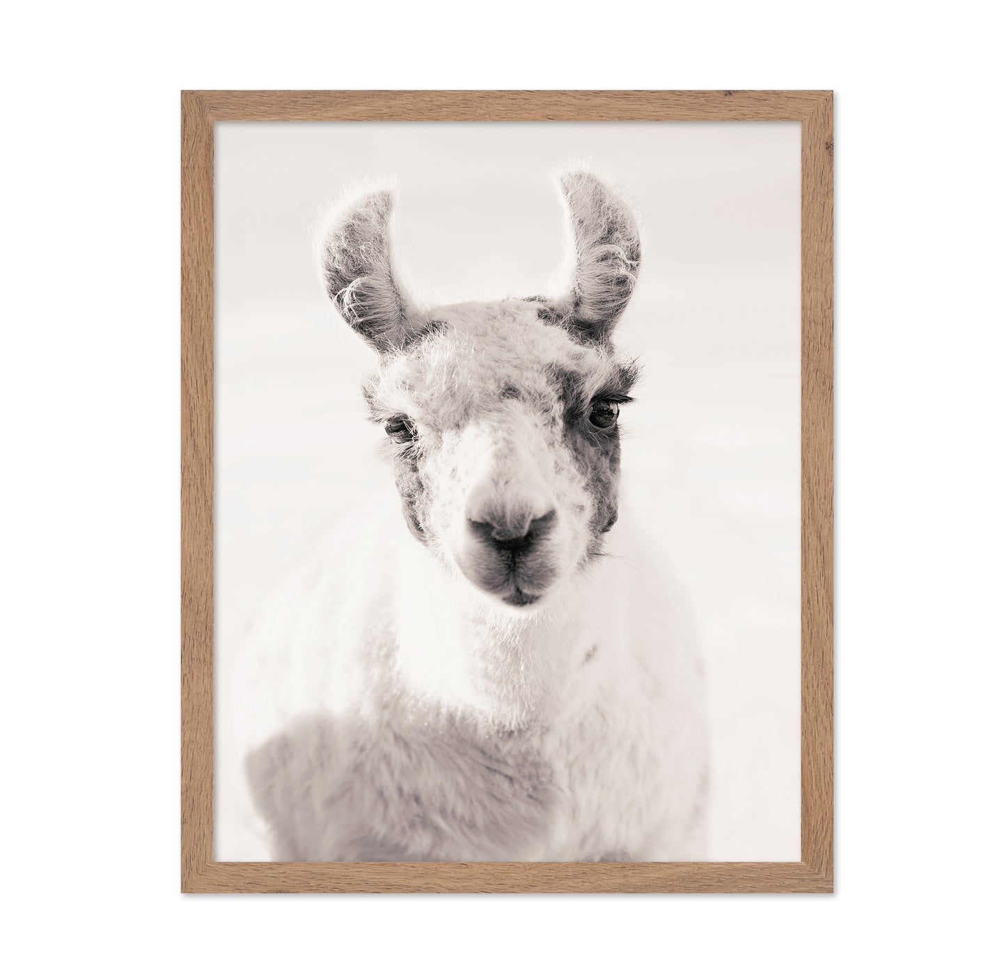 Serene Llama