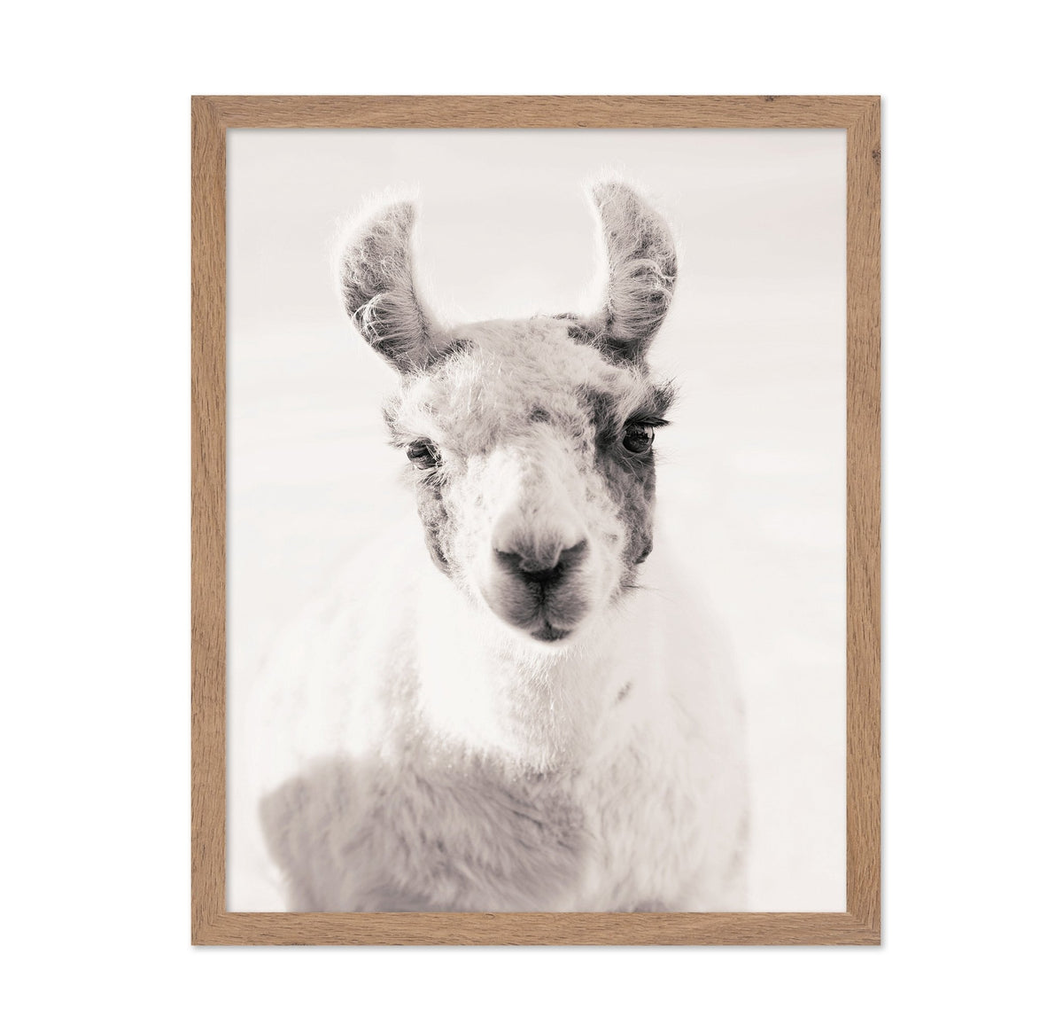 Serene Llama