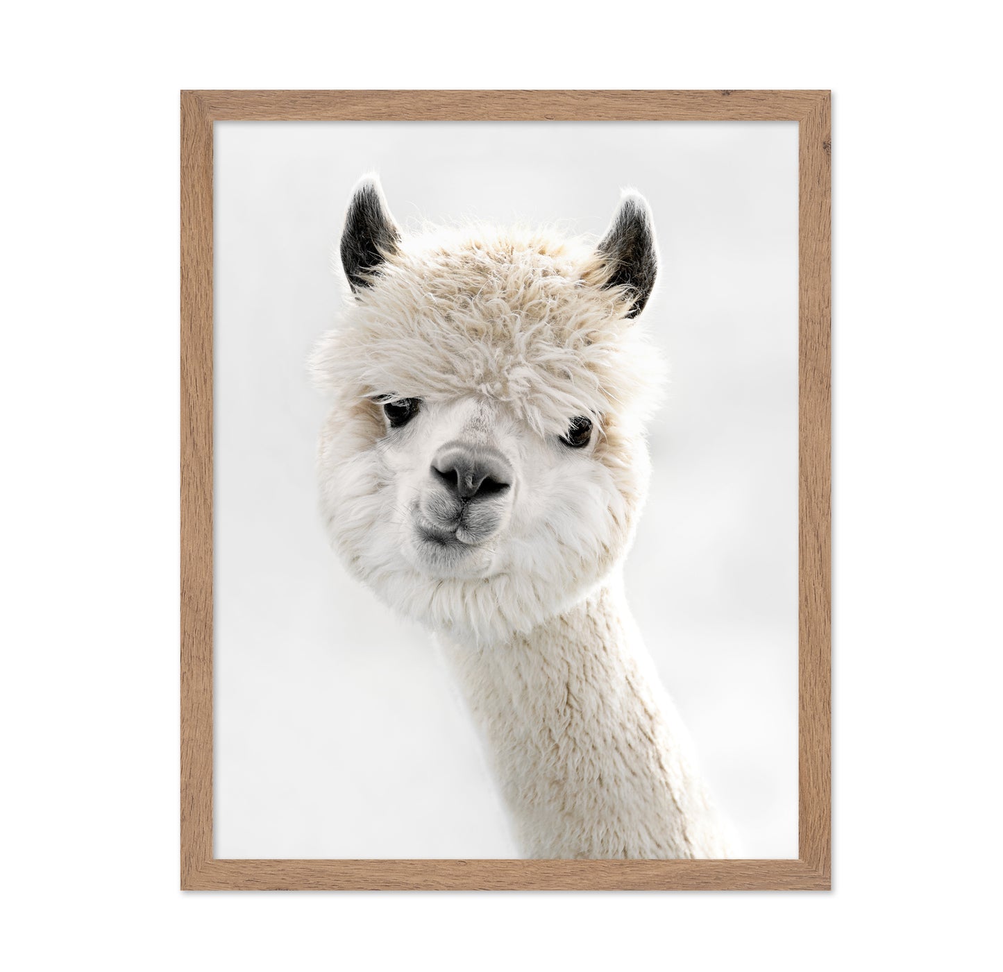 Peeky Alpaca