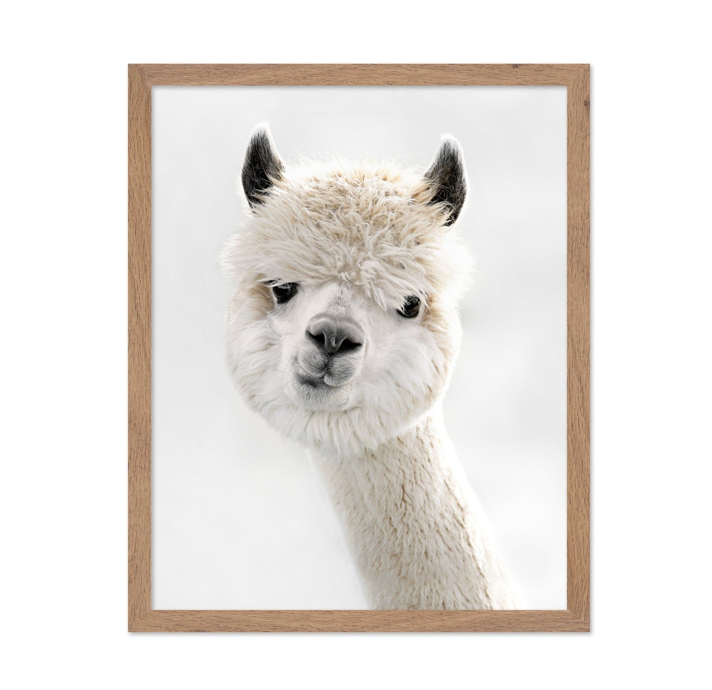 White Alpaca Portrait