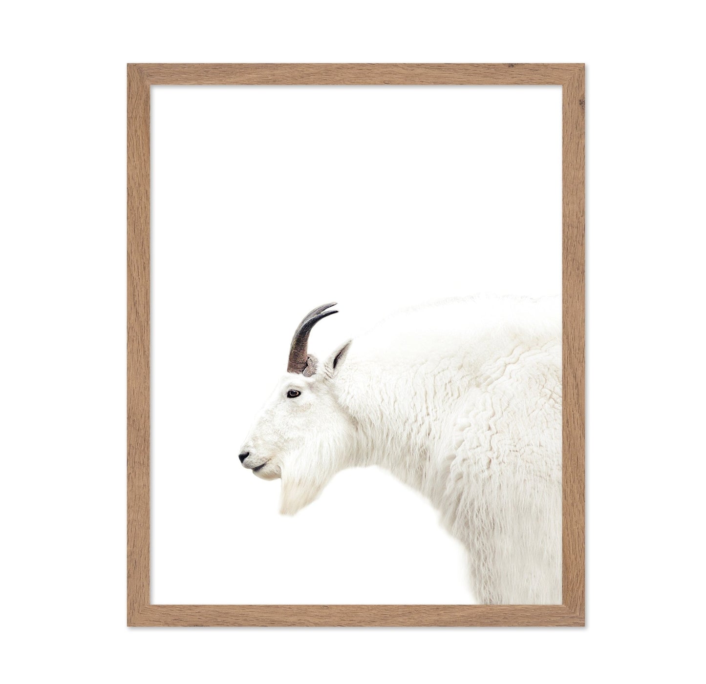White Mountain Goat