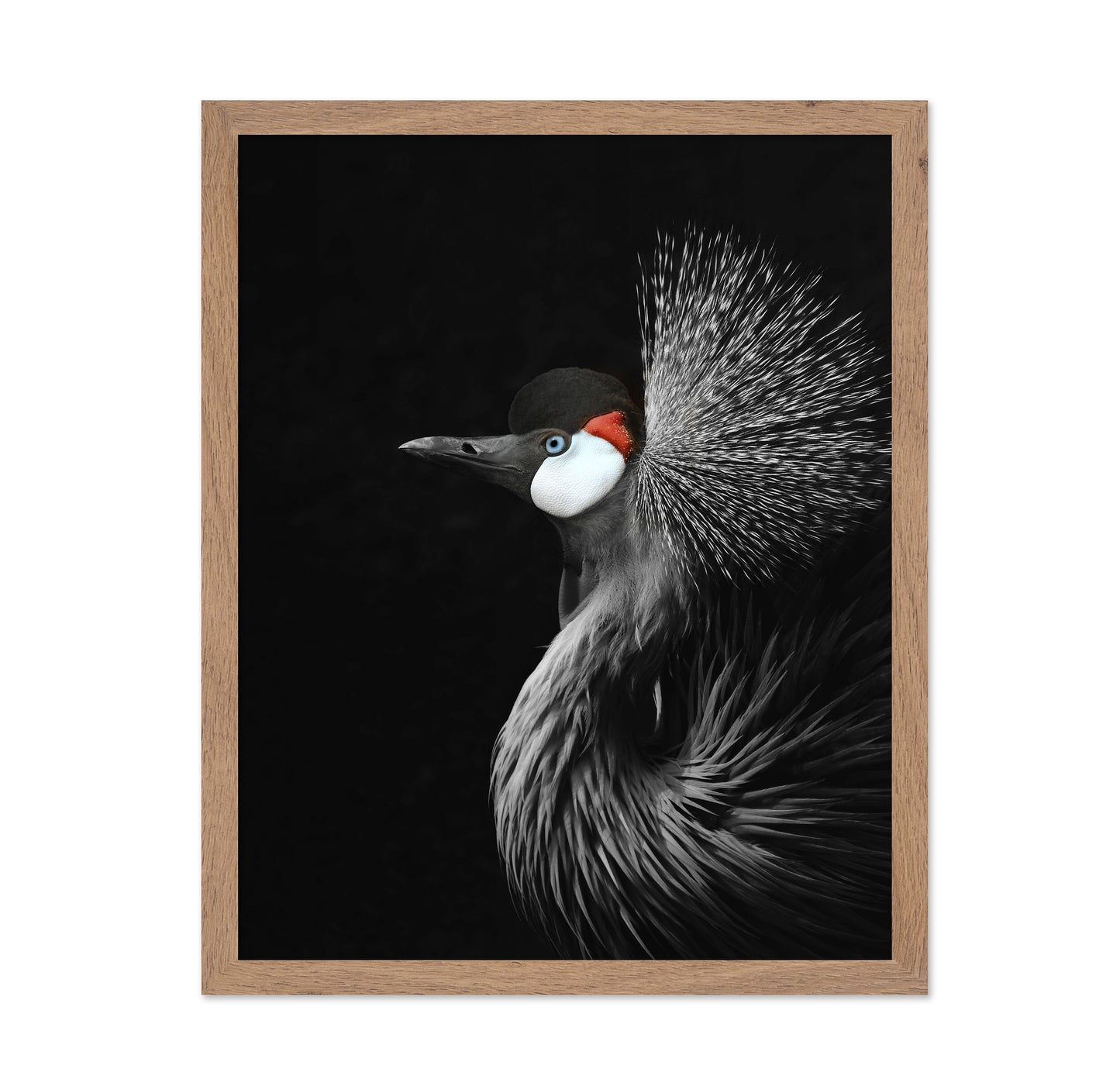 Crowned Crane Portrait
