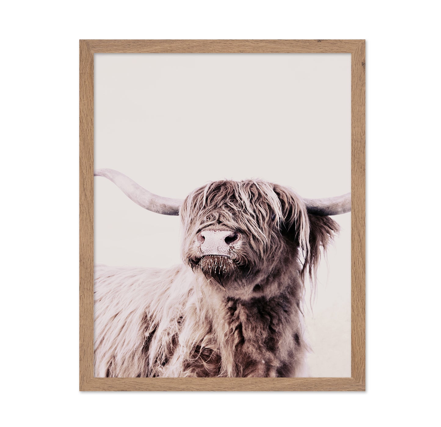 Highland Cow Portrait No1