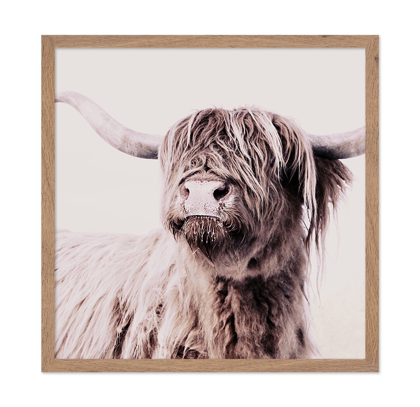 Highland Cow Portrait No2
