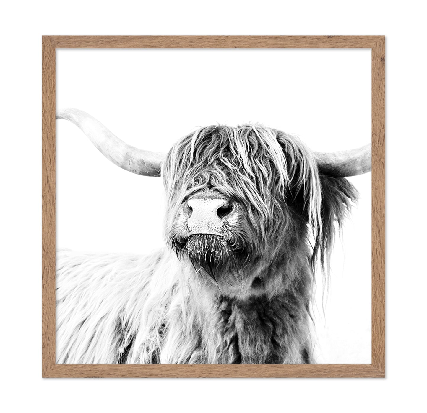 Highland Cow Closeup