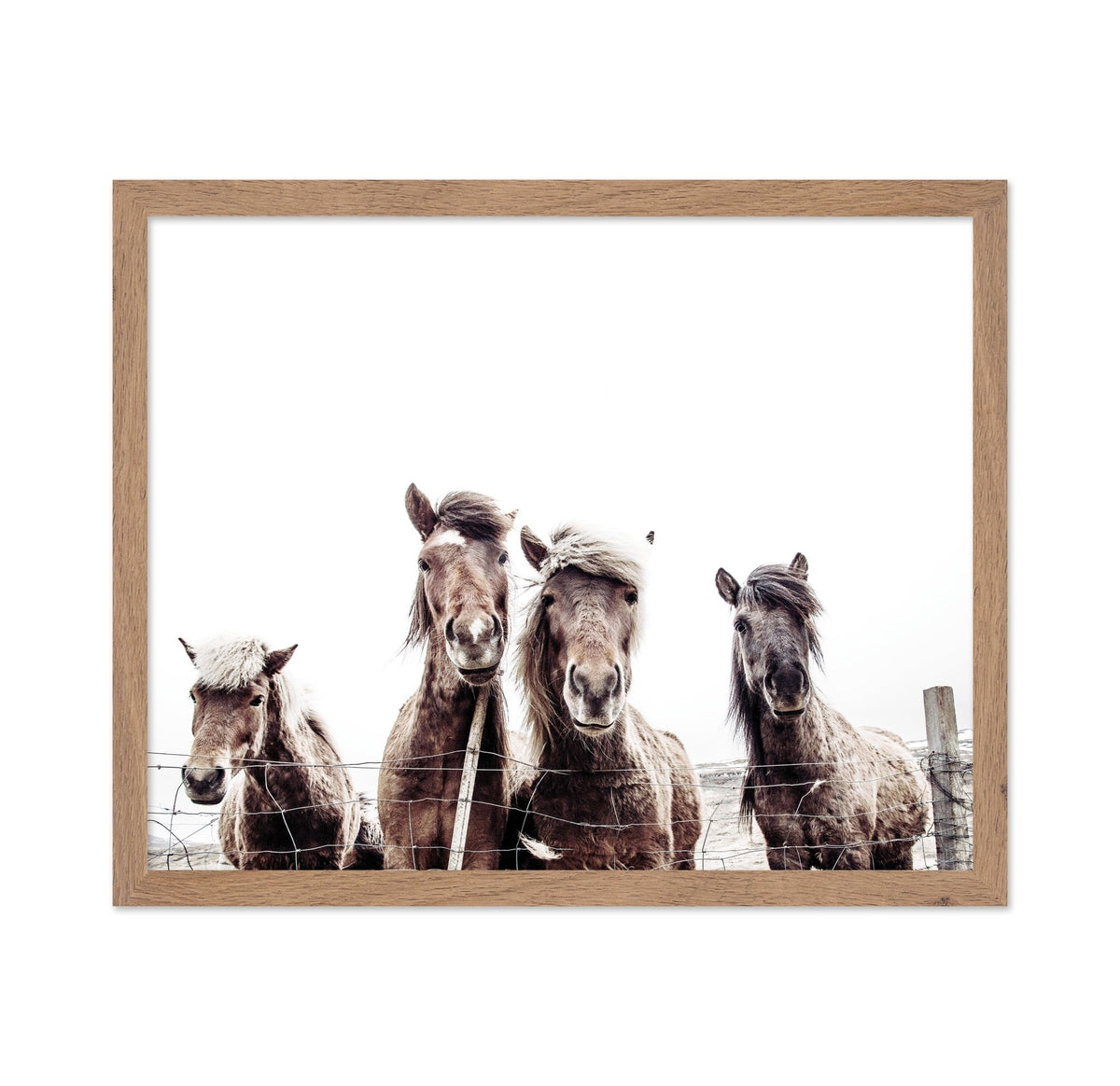 Icelandic Horses Portrait