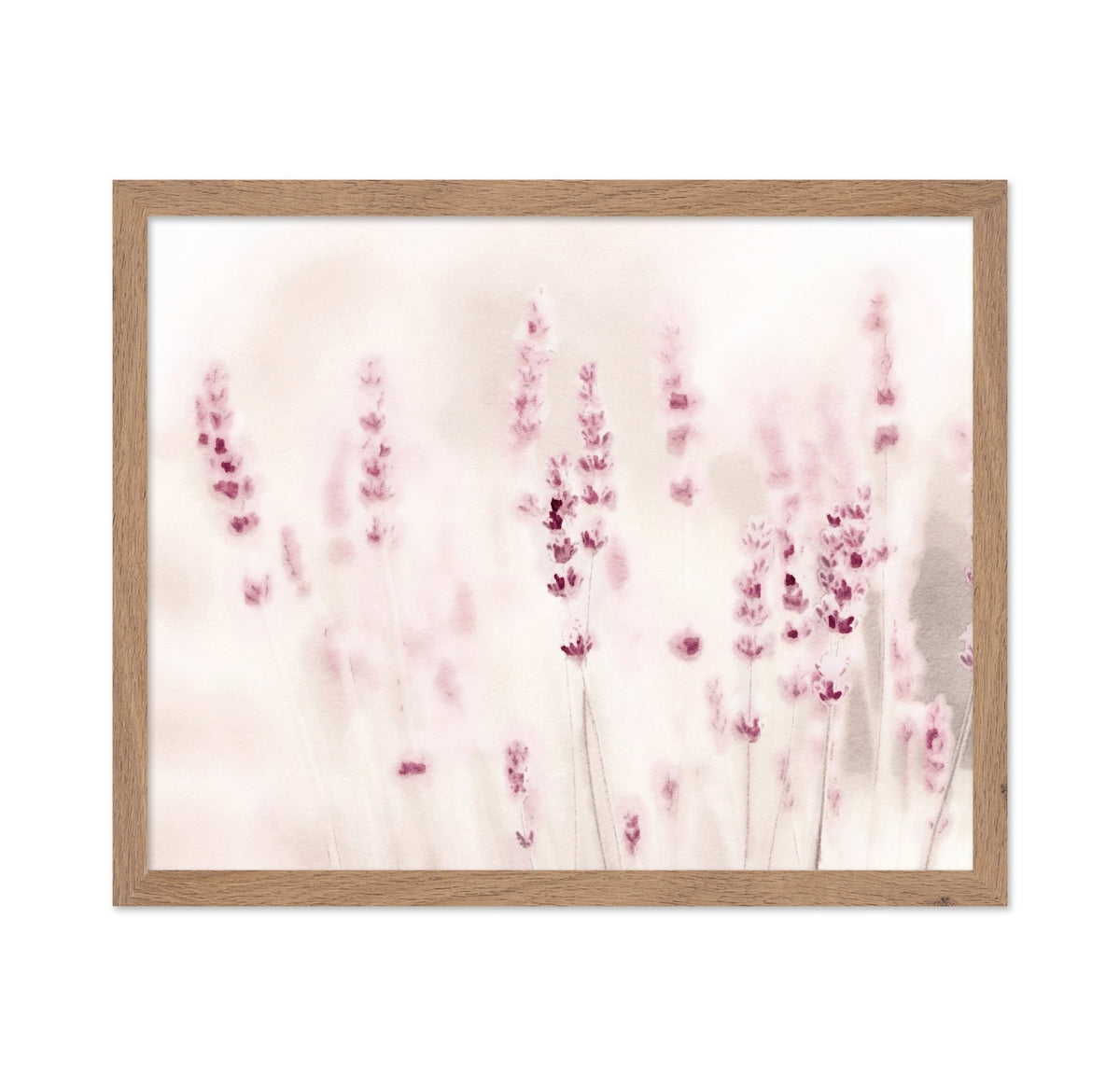 Soft Lavender Field