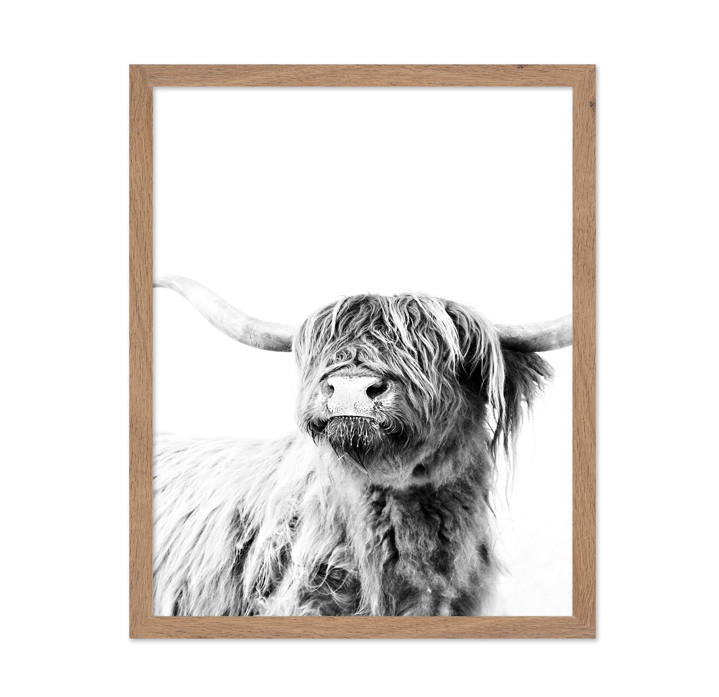 Highland Cow Portrait No3