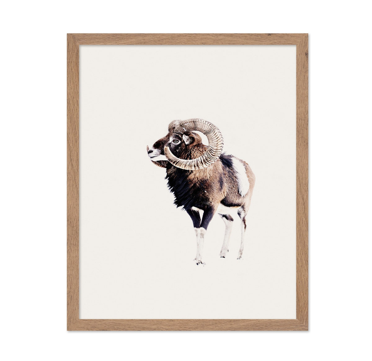 Spiral Horn Ram