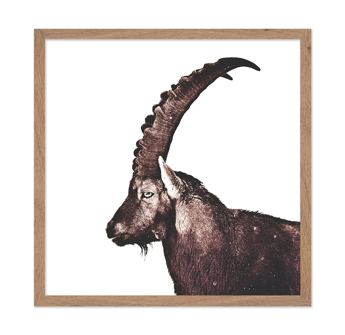 Alpine Ibex Portrait