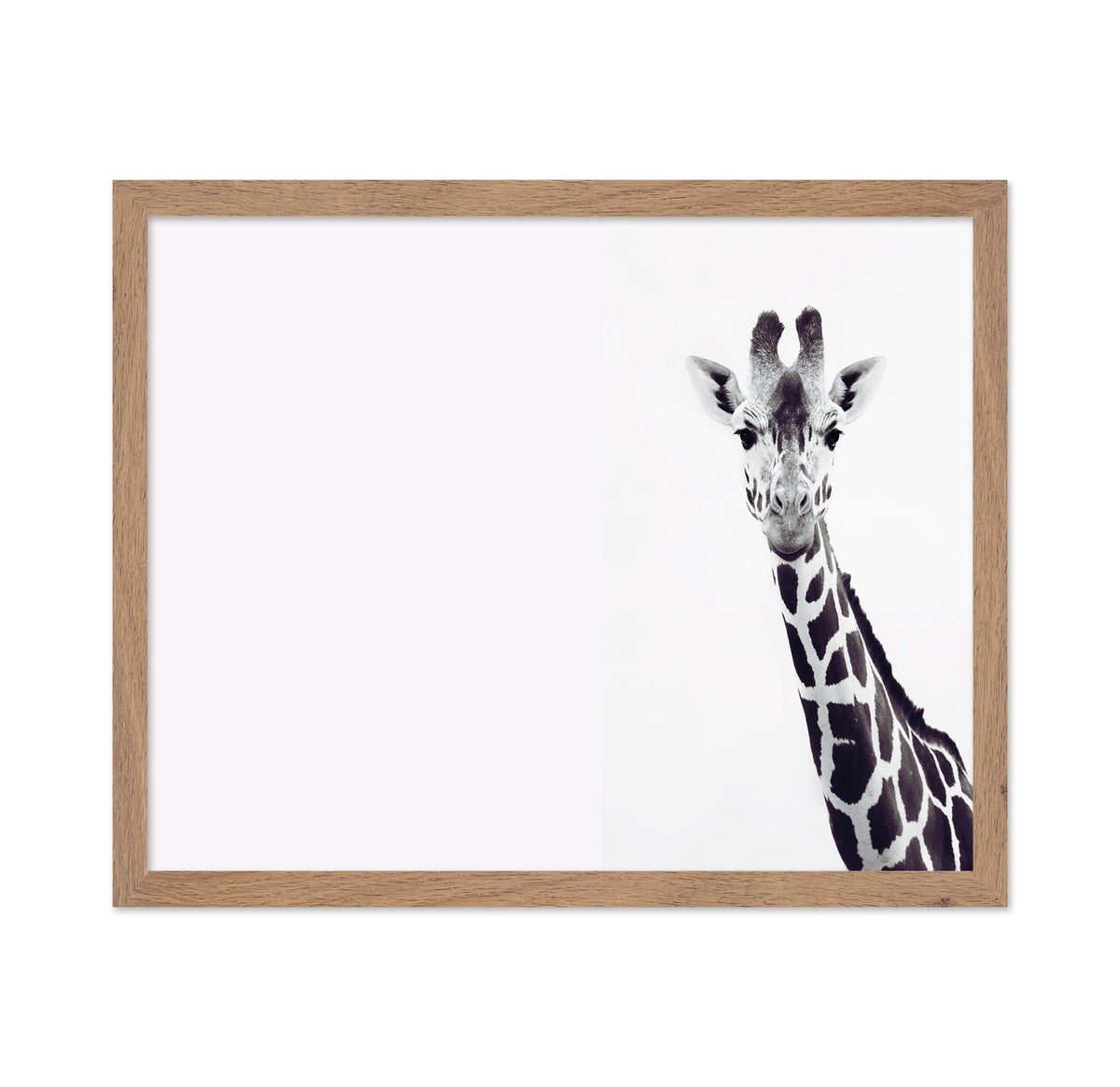 Gentle Giraffe