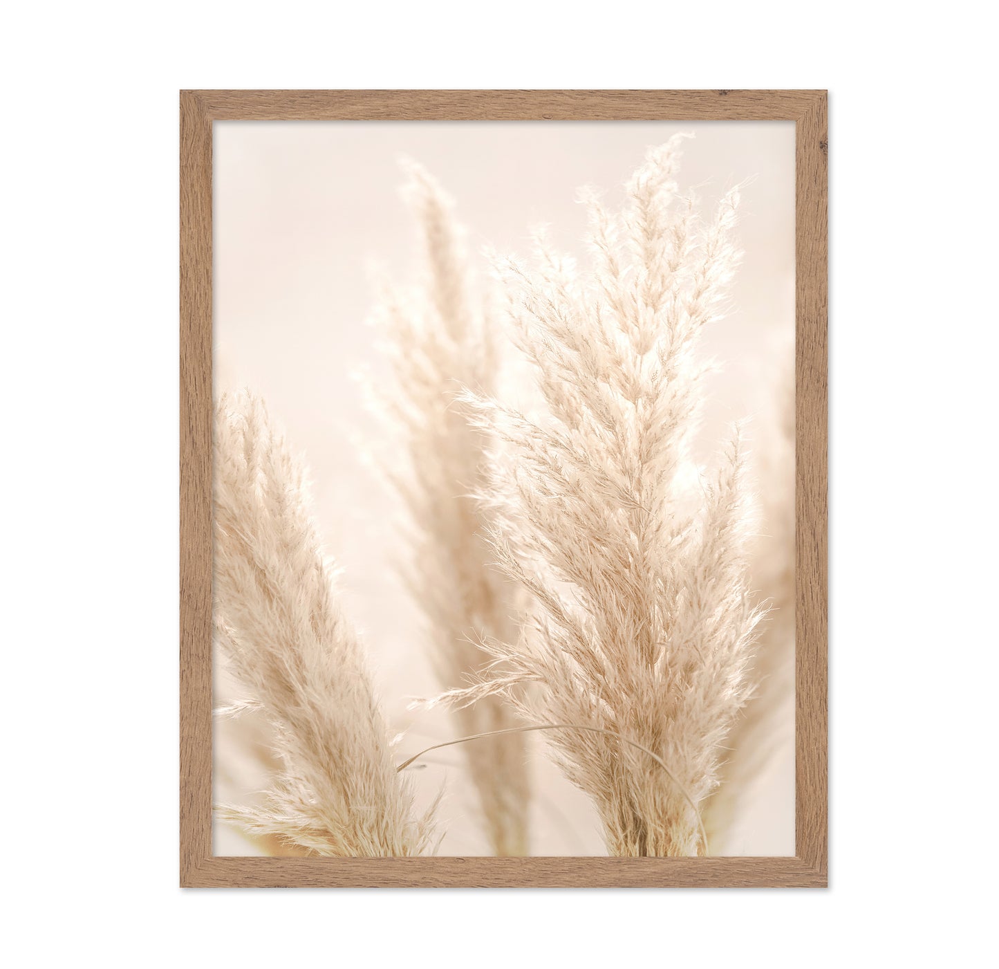 Pampas Glow