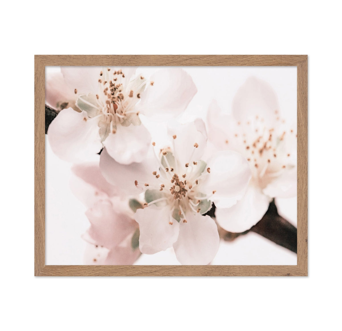 Soft Sakura Bloom