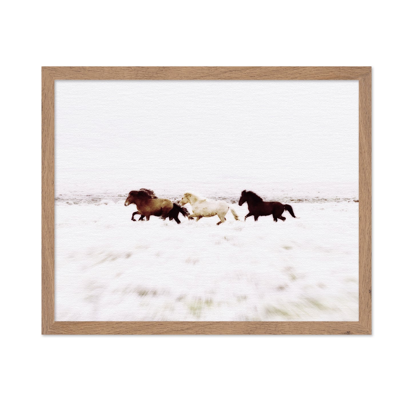 Iceland Wild Horses