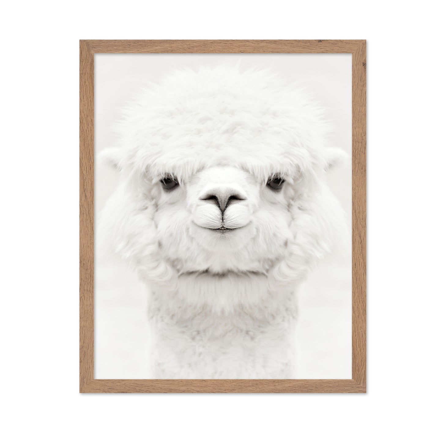 Smiling Alpaca