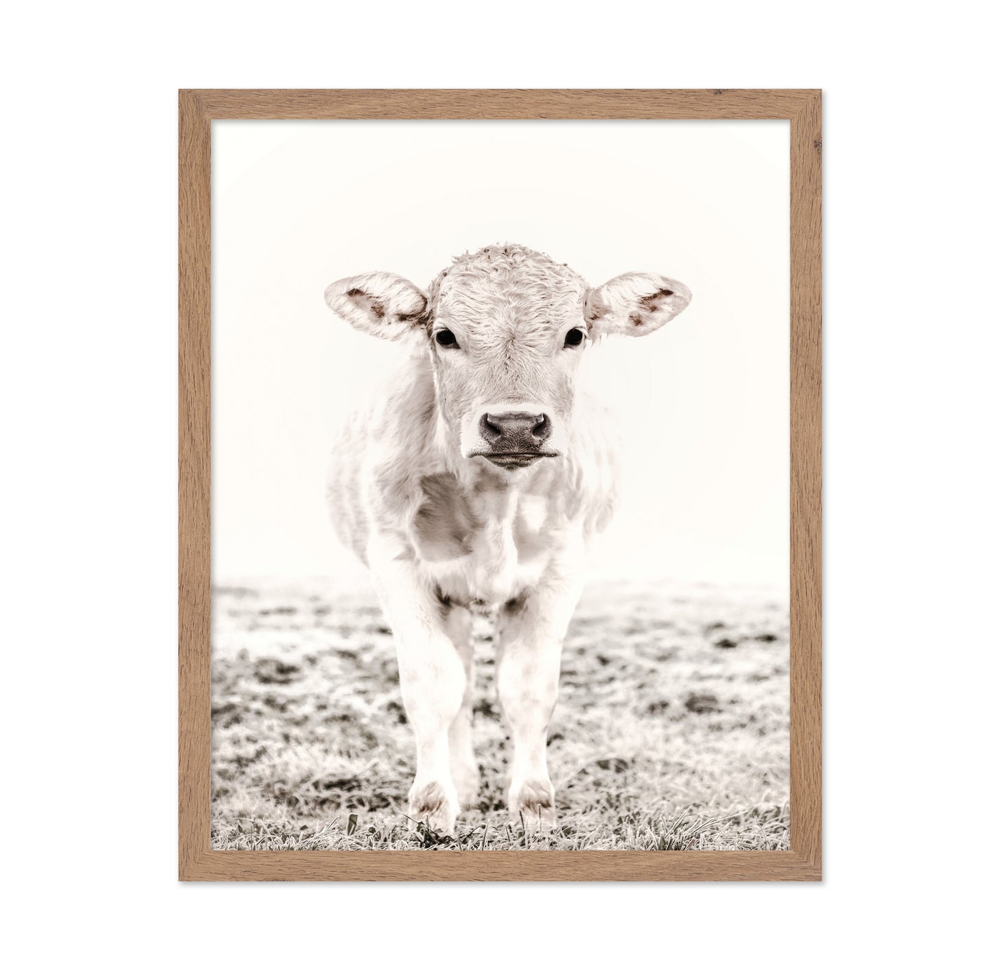 Baby Cattle