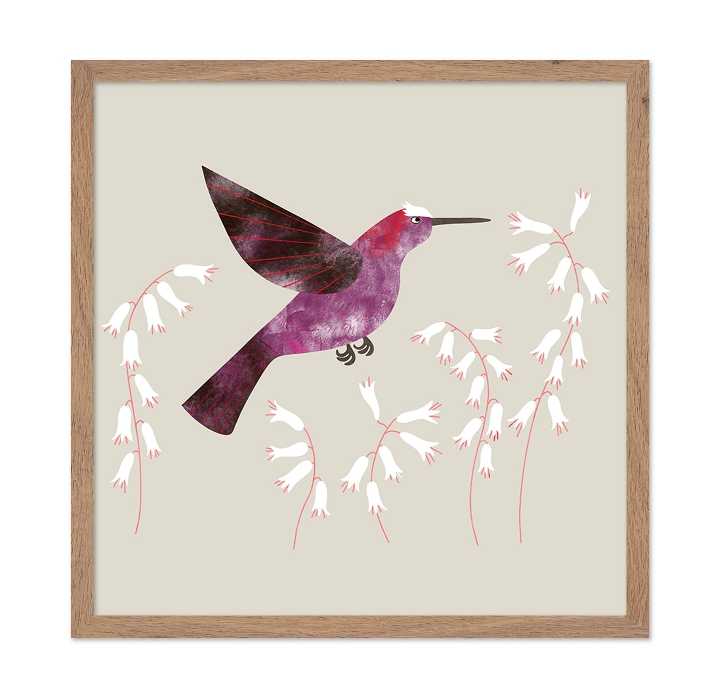 Violet Hummingbird