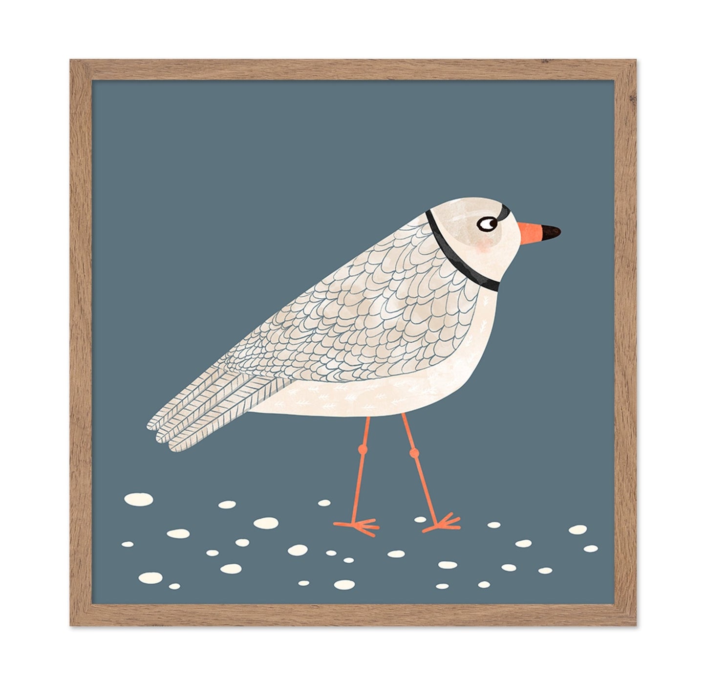 Quiet Shore Gull