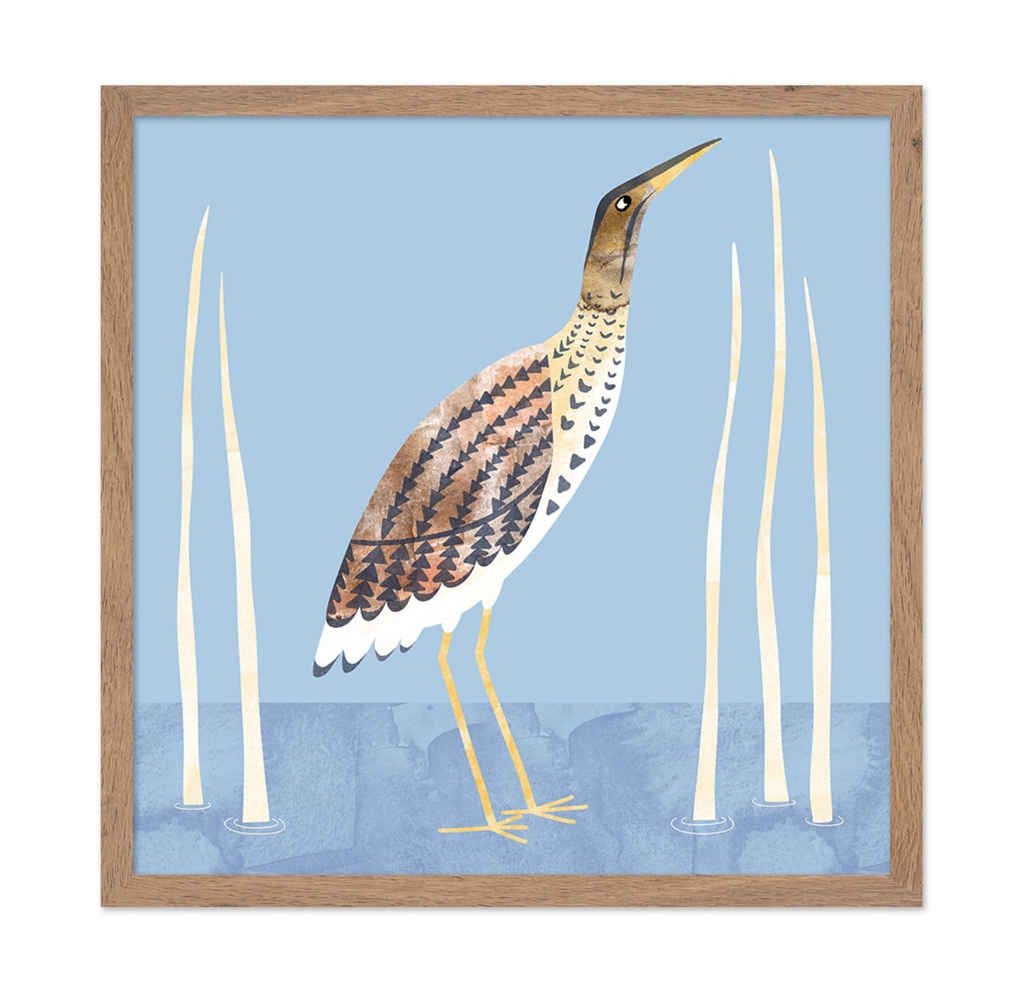 Marsh Bittern