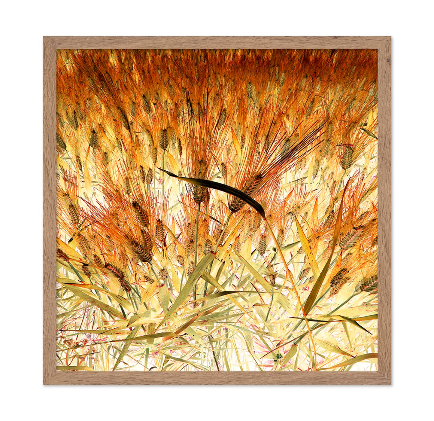 Dense Wheat Field