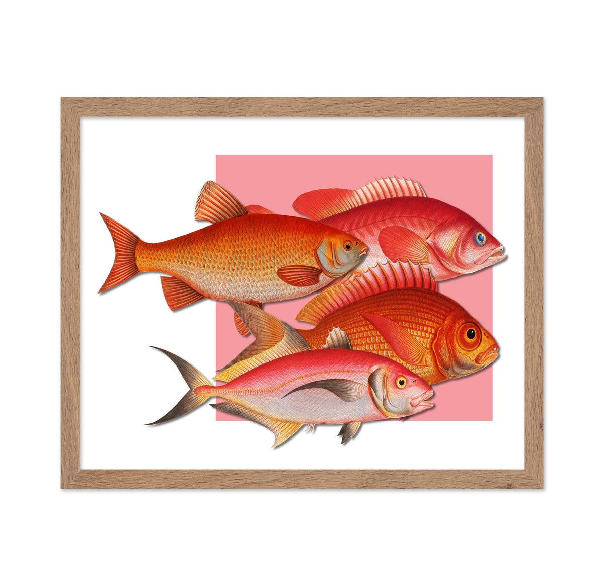 Coral Fish Collection