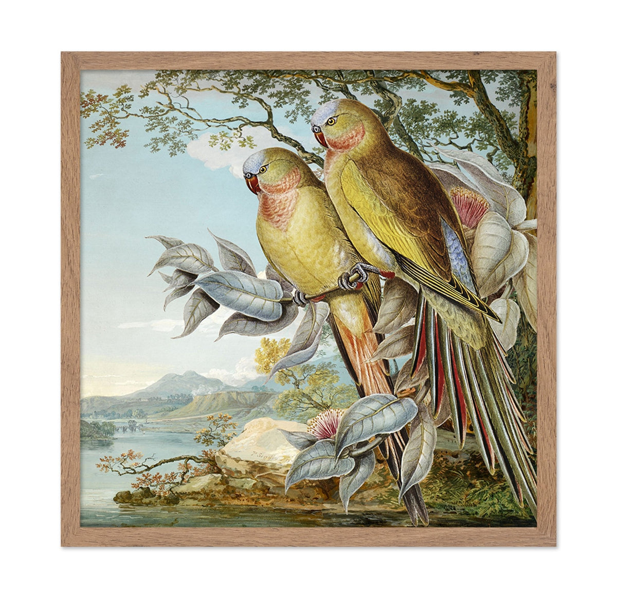Parakeet River Pair
