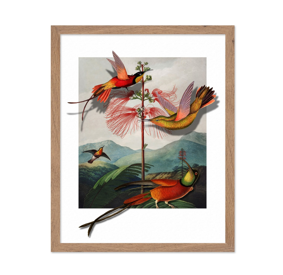 Hummingbirds And Mimosa