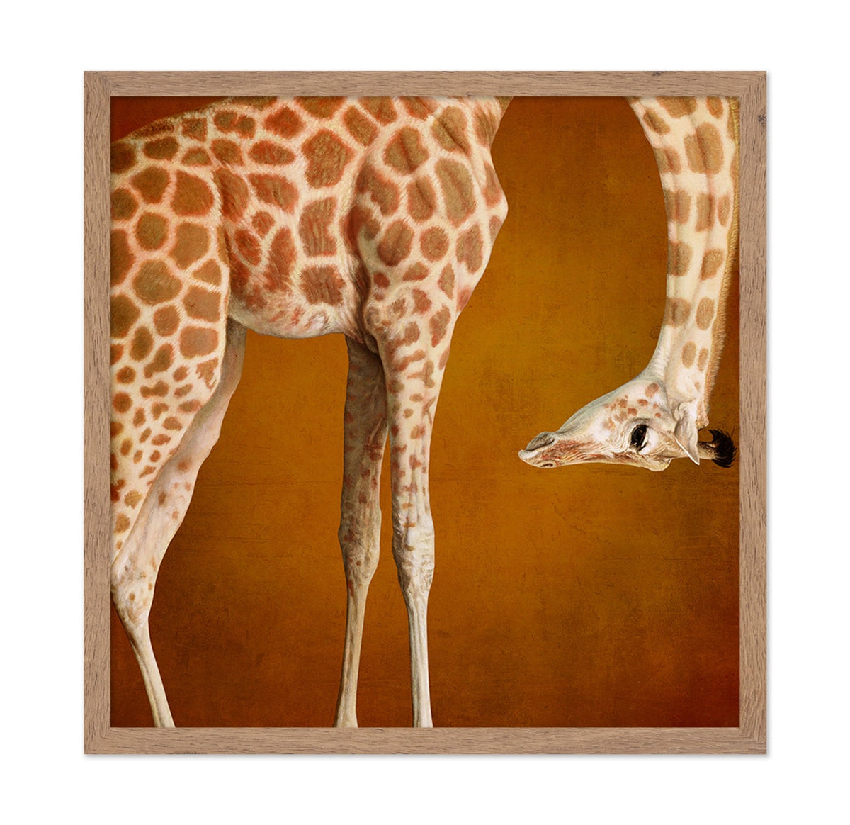 Curious Giraffe