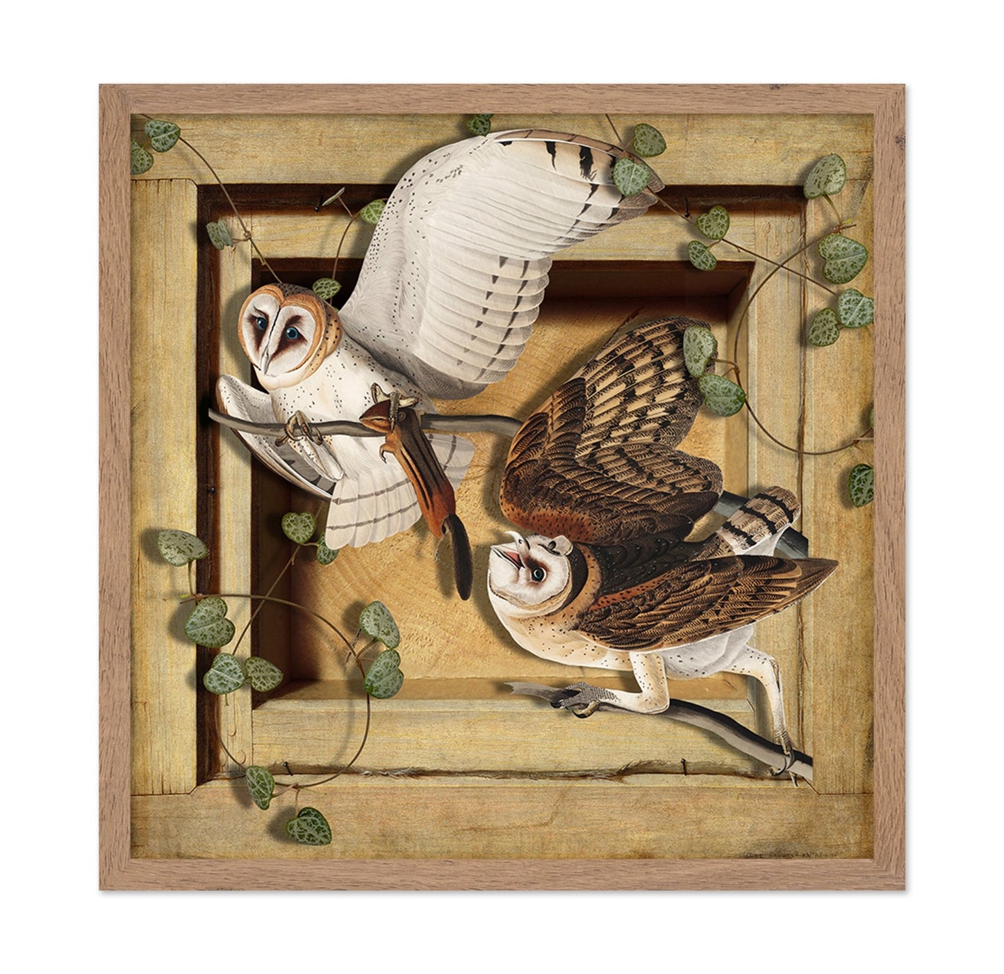 Barn Owl Pair