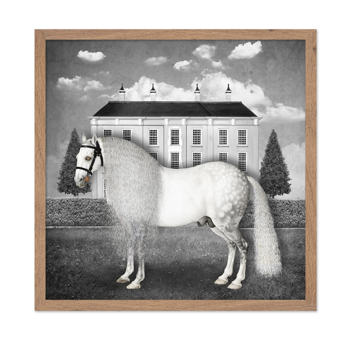 Regal Gray Stallion