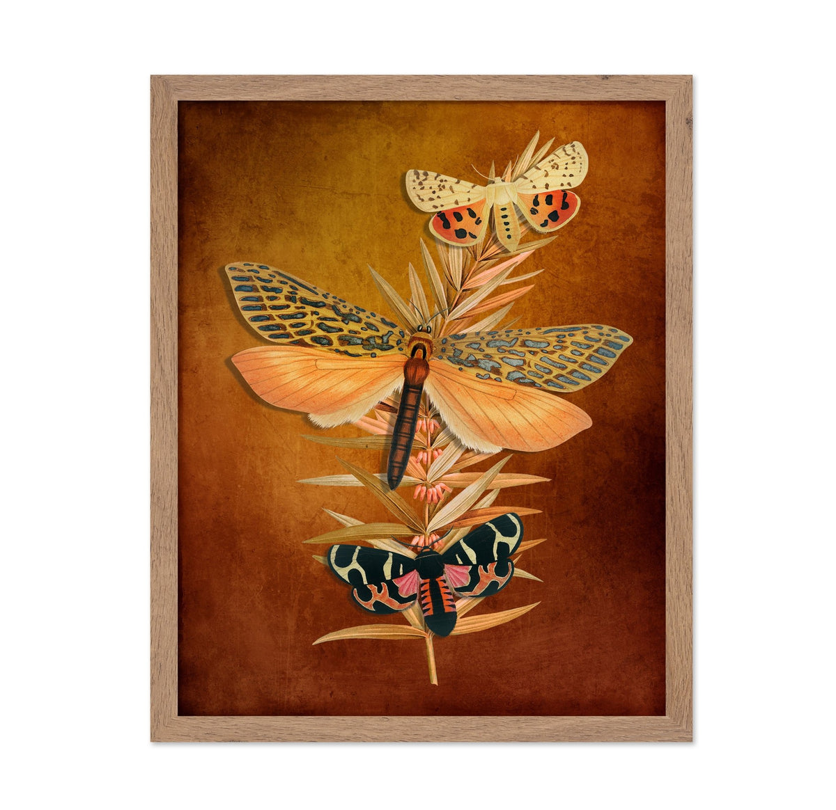 Autumn Moth Study