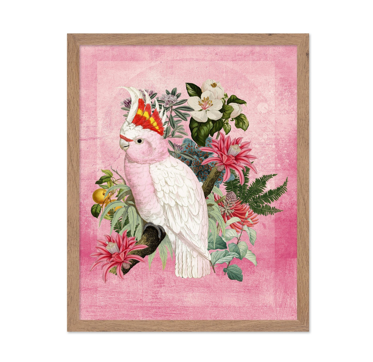 Pink Cockatoo Bloom