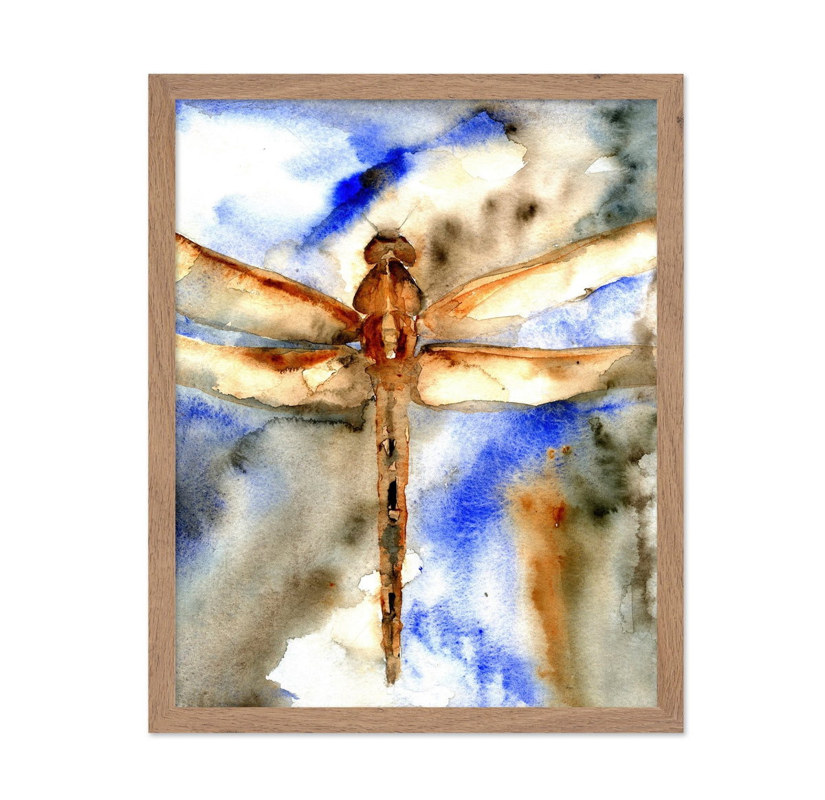 Rust Wing Dragonfly