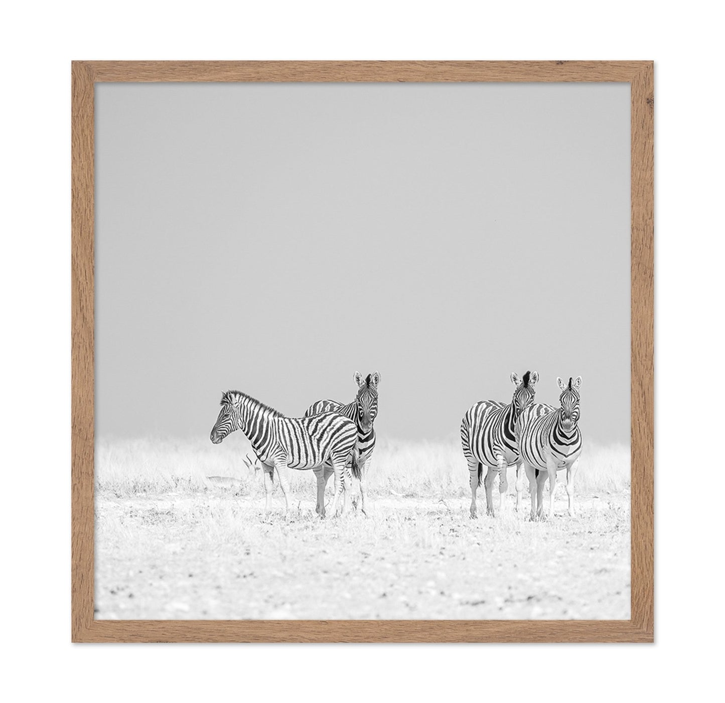 Zebra Quartet