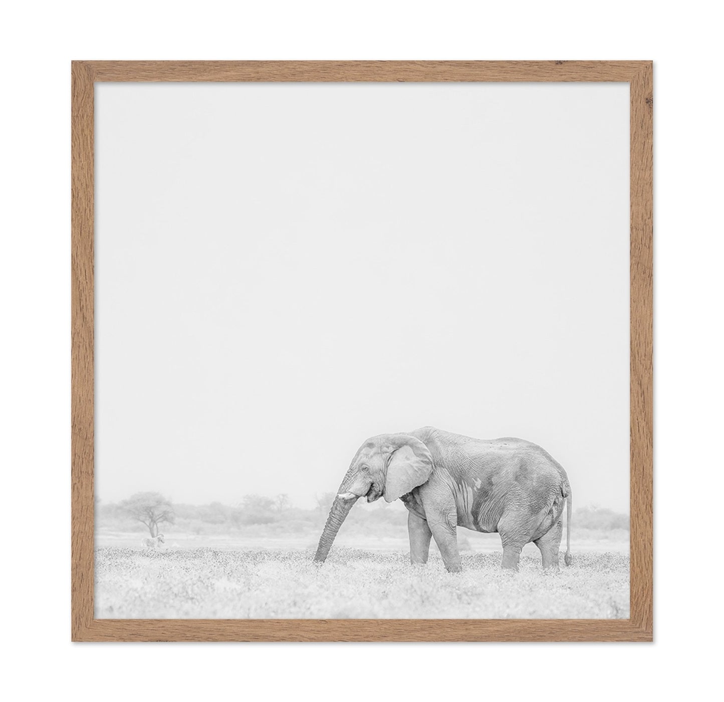 Lone Elephant