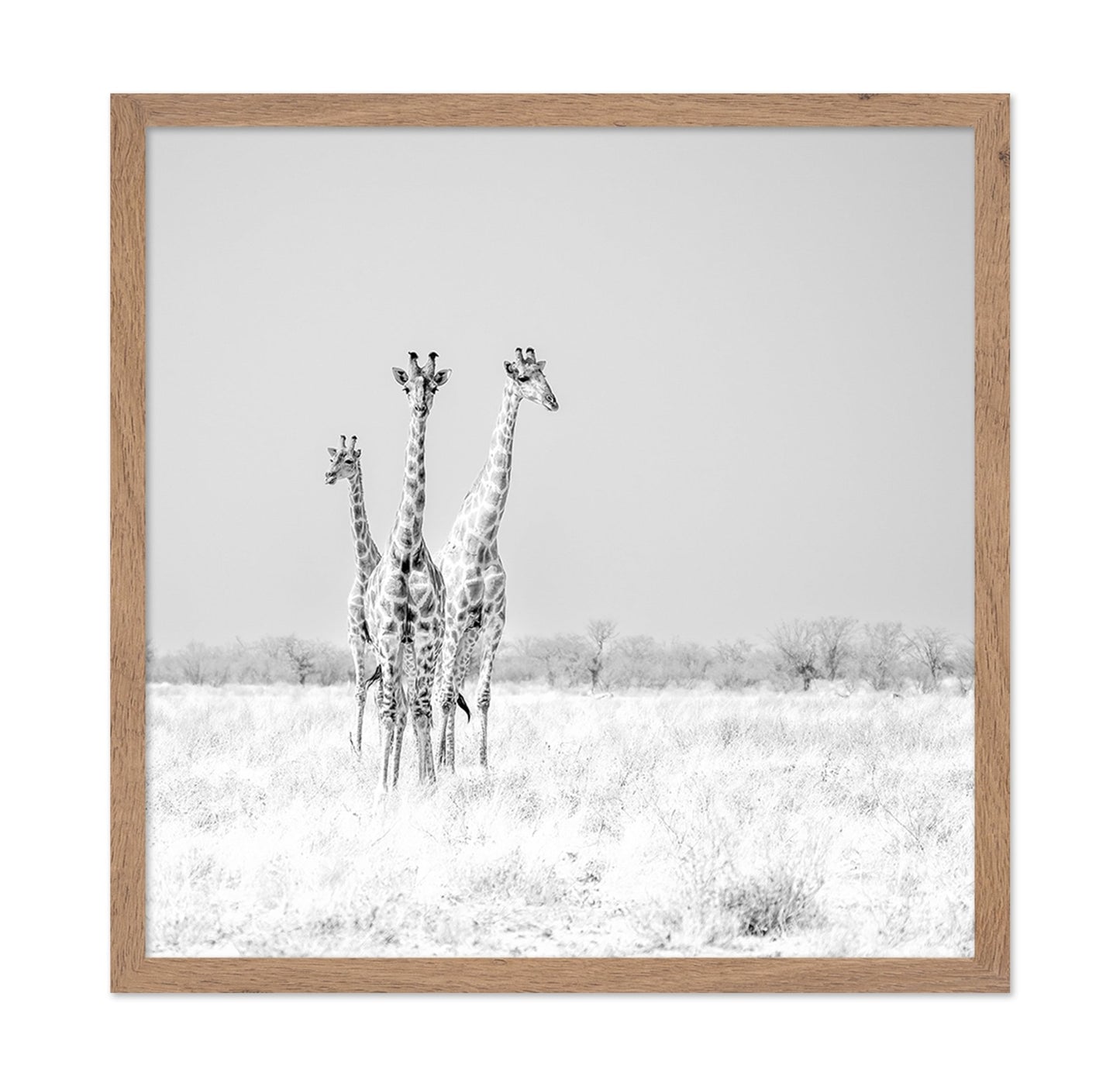 Giraffe Trio No2