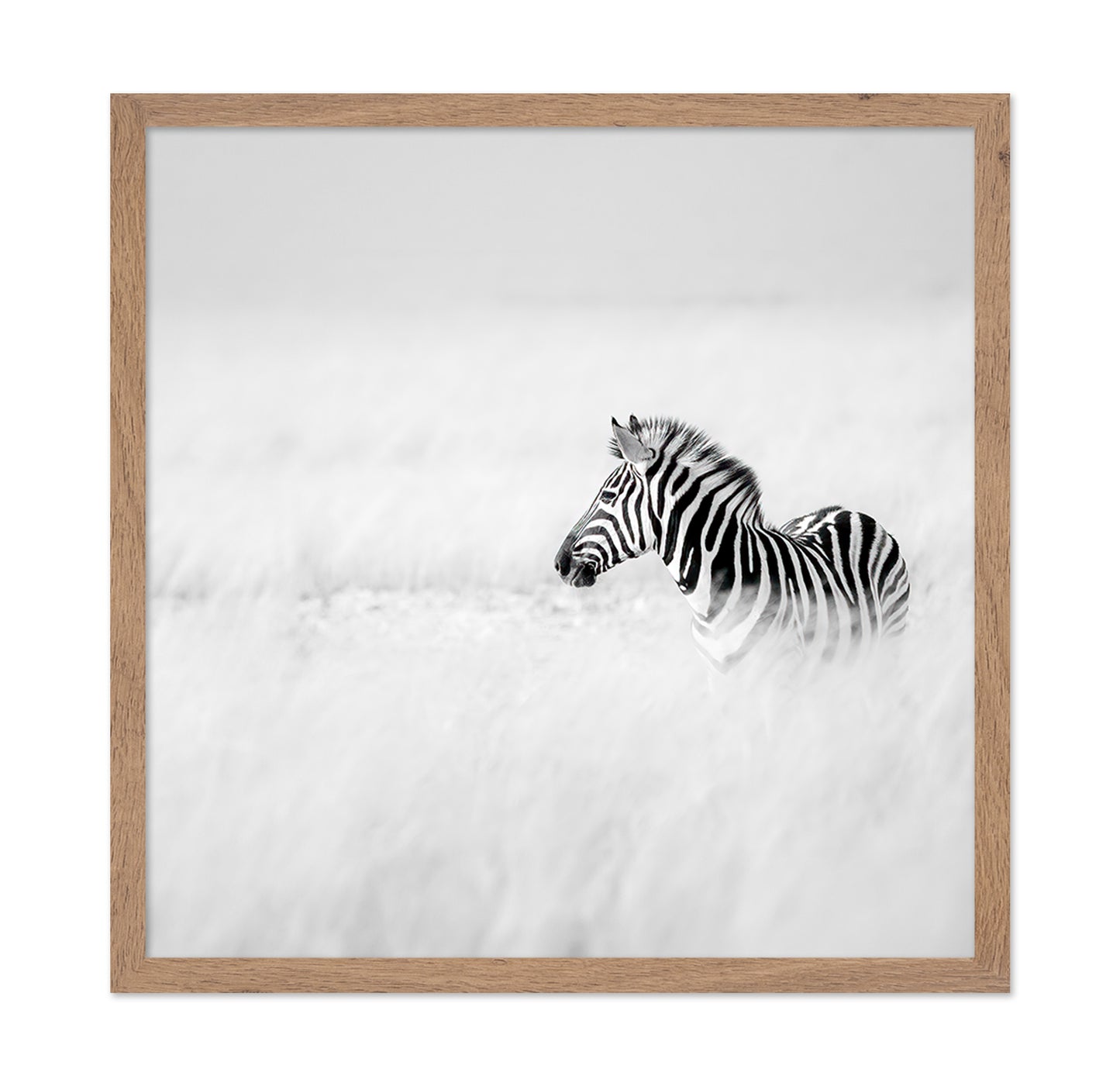 Zebra In Mist