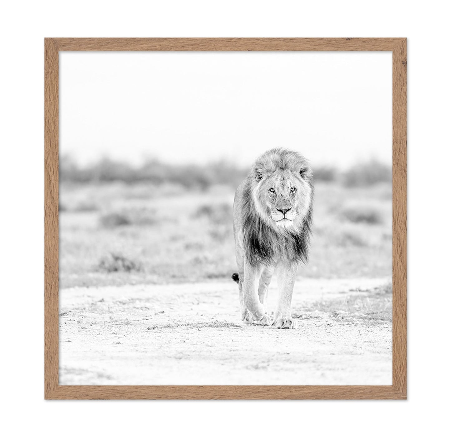 Lone Lion Walk