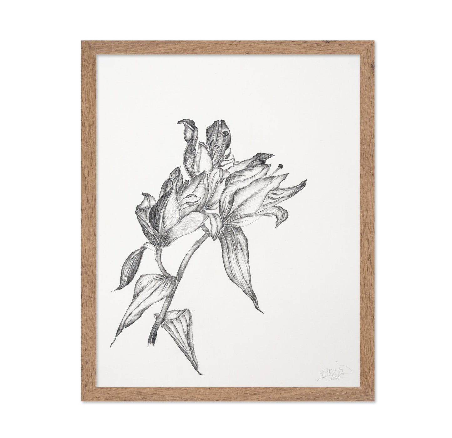 Elegant Lily Sketch