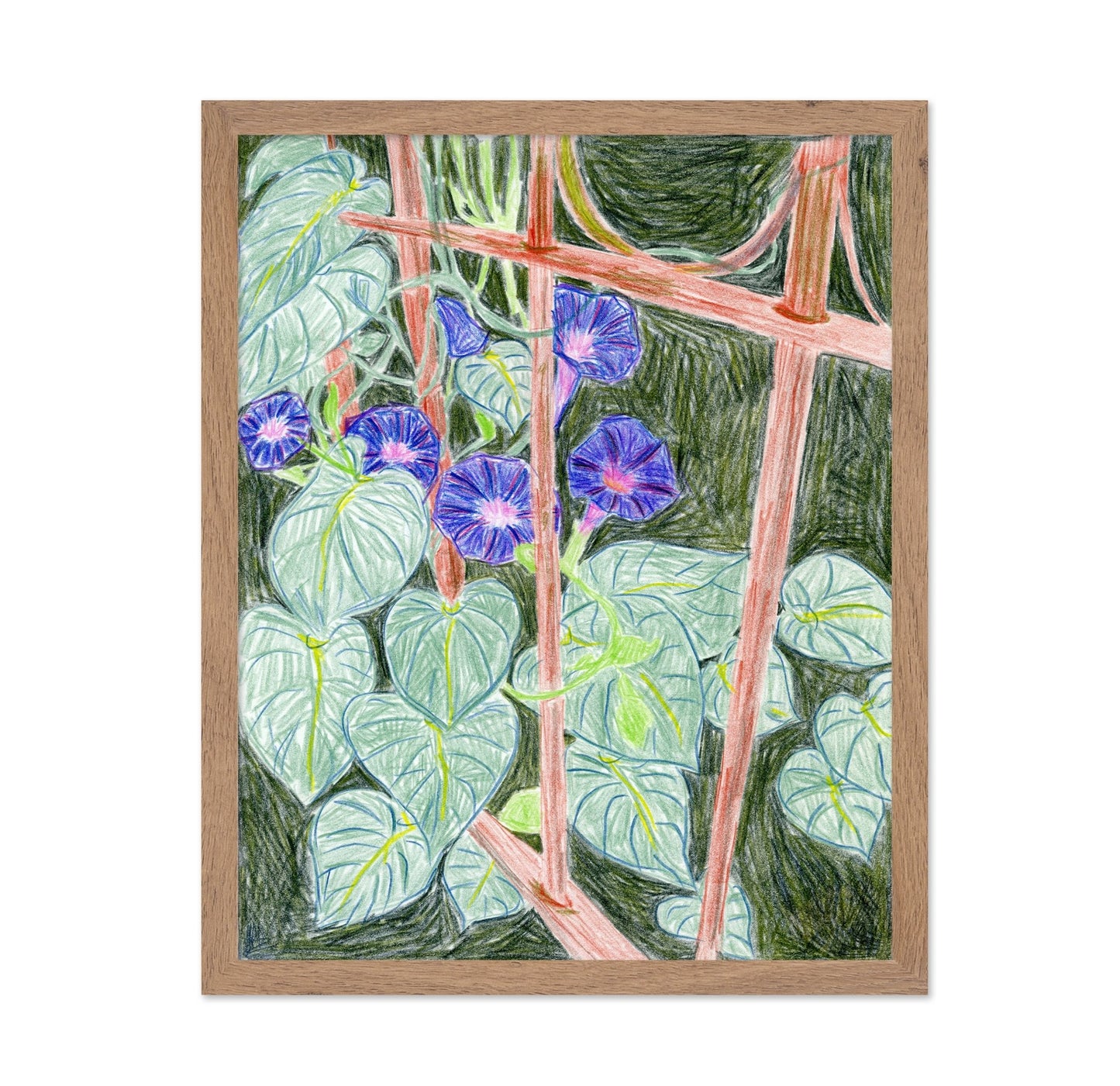 Morning Glory Vines
