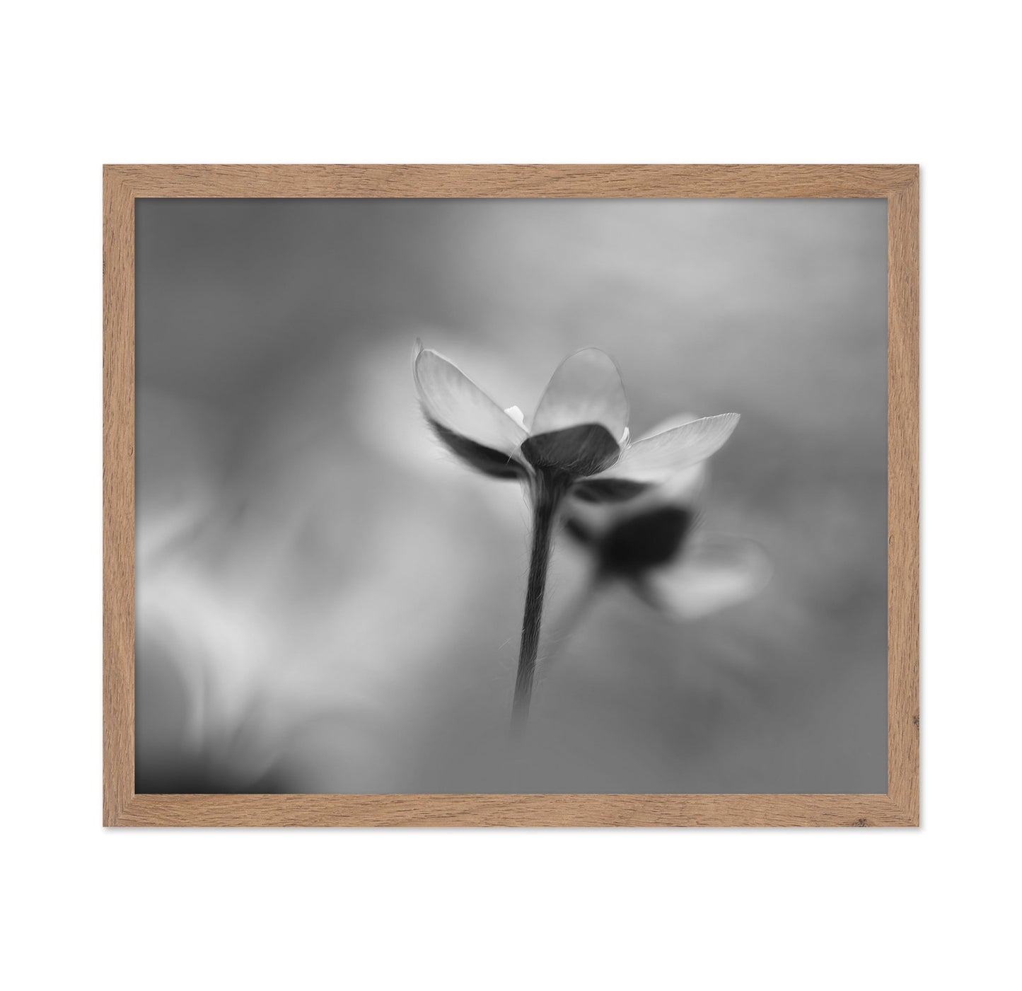 Silent Bloom Shadow