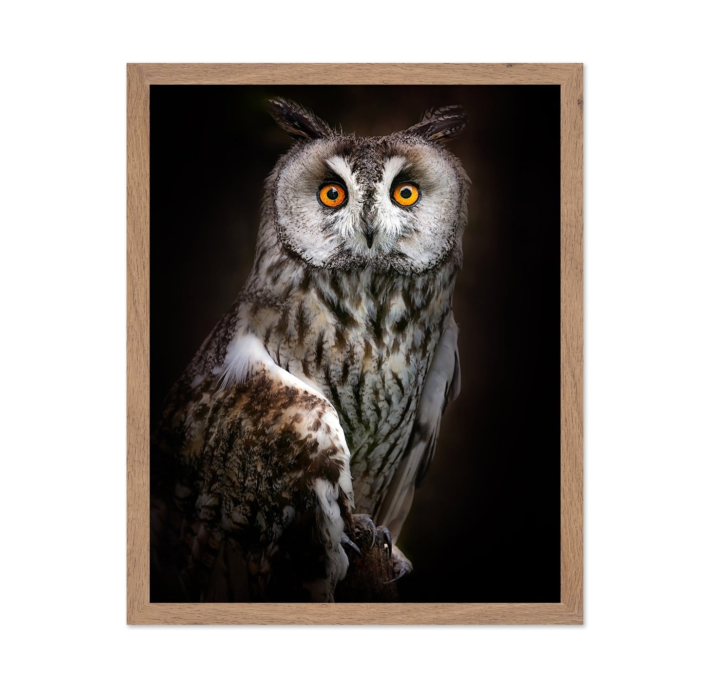 Bright Eyed Owl
