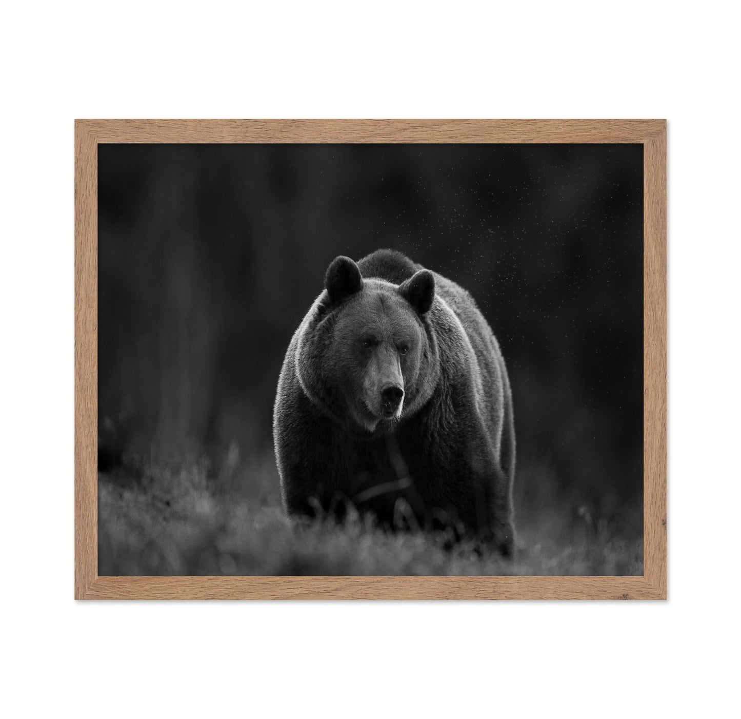 Silent Forest Bear