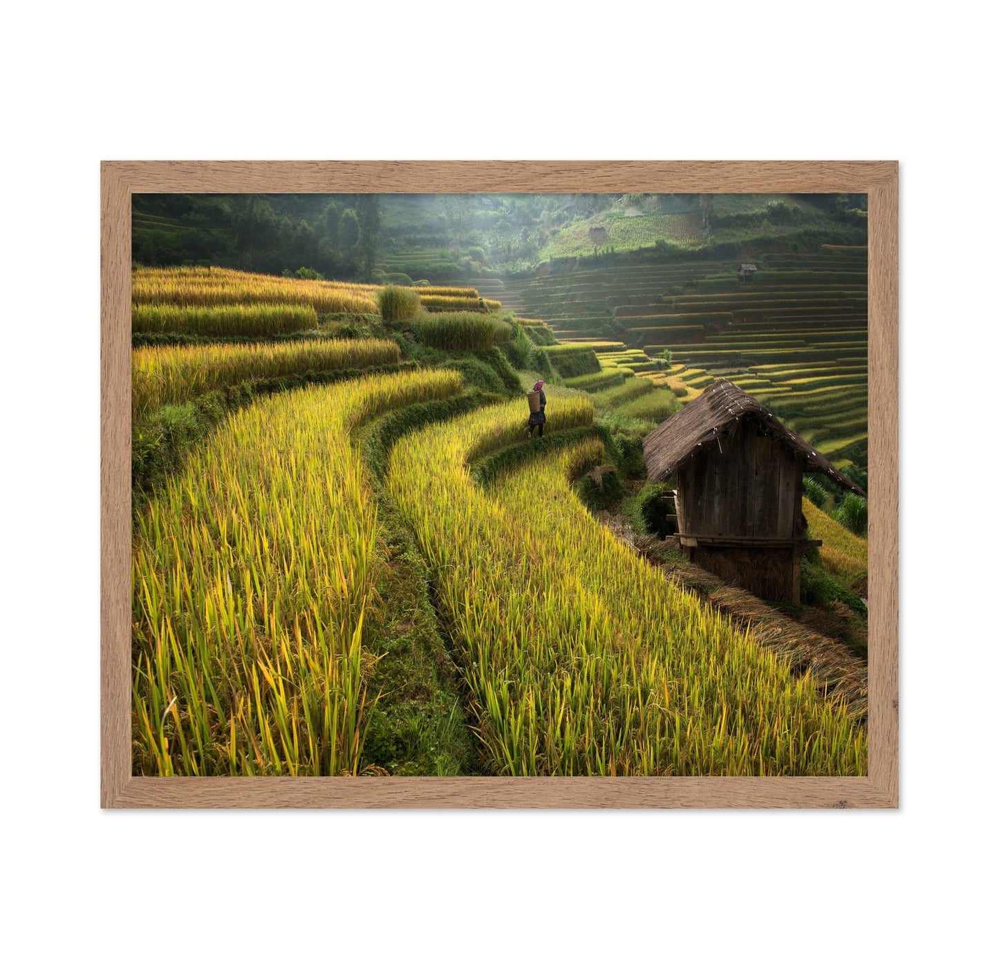 Rice Terrace Path